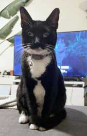 Lost Cat
