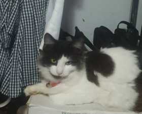 Lost Cat