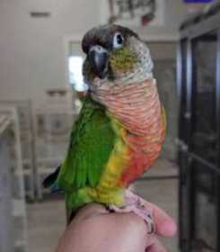 Lost Conure