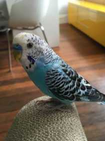 Lost Parakeet