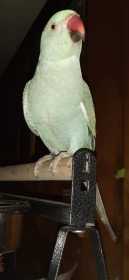 Lost Indian Ringneck Parakeet