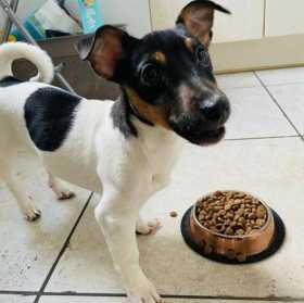 Lost Dog