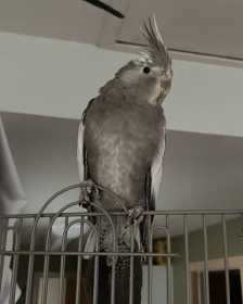 Lost Cockatiel