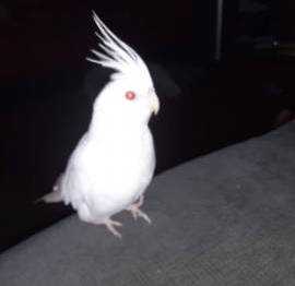 Lost Cockatiel