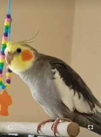 Lost Cockatiel