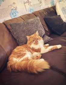 Lost Cat