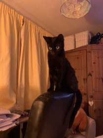 Lost Cat