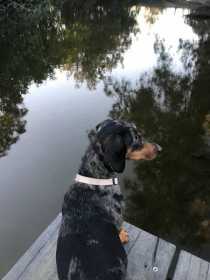 Lost Dog