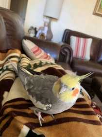 Lost Cockatiel