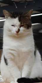 Lost Cat