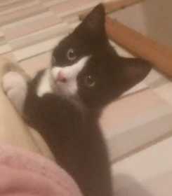Lost Cat