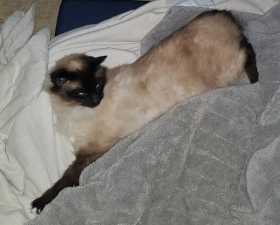 Lost Cat