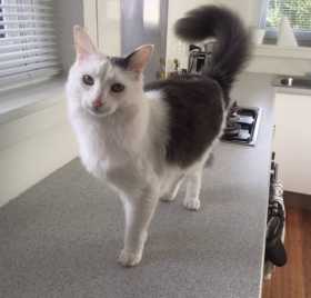 Lost Cat
