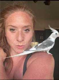 Lost Cockatiel