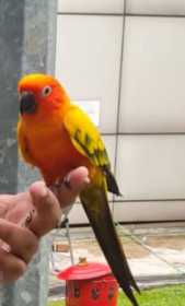 Lost Conure