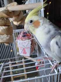 Lost Cockatiel