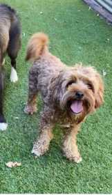 Lost Dog