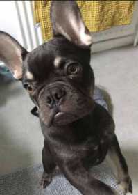 Lost Dog