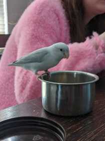 Lost Parrotlet