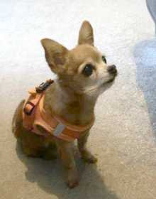 Lost Dog