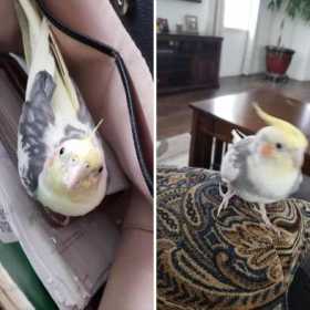 Lost Cockatiel