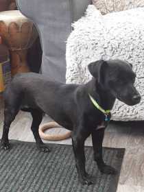 Lost Dog