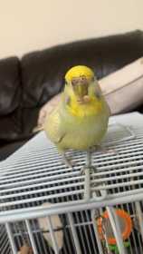 Lost Budgerigar