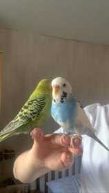 Lost Budgerigar