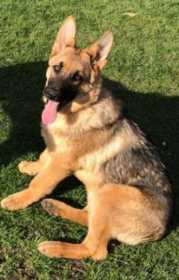 Lost Dog