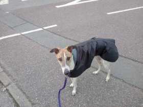 Lost Dog