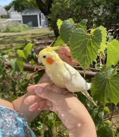 Lost Cockatiel