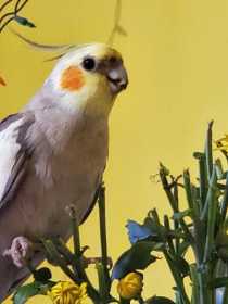 Lost Cockatiel