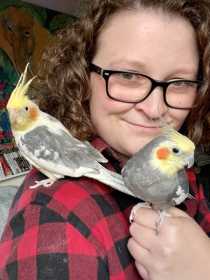 Lost Cockatiel