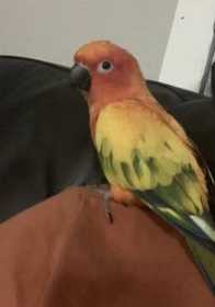 Lost Conure