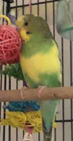 Lost Parakeet