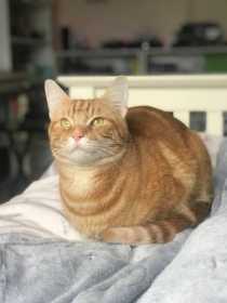 Lost Cat