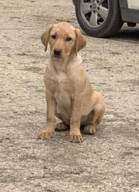 Lost Dog