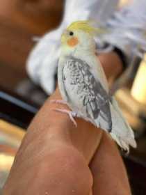 Lost Cockatiel