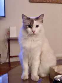 Lost Cat