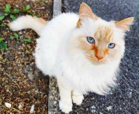 Lost Cat