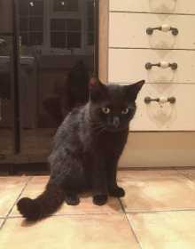 Lost Cat