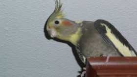 Lost Cockatiel