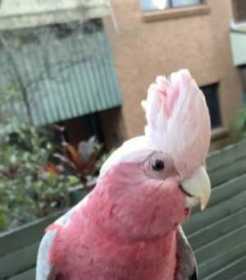 Lost Galah Cockatoo