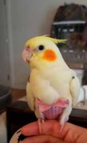 Lost Cockatiel