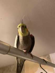 Lost Cockatiel