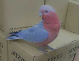 Lost Galah Cockatoo