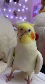 Lost Cockatiel