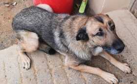 Lost Dog