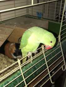 Lost Indian Ringneck Parakeet