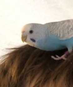 Lost Parakeet